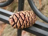 Sequoiadendron giganteum. Шишка, подобранная под деревом. Южный Берег Крыма, Никитский ботанический сад. 13.10.2010.