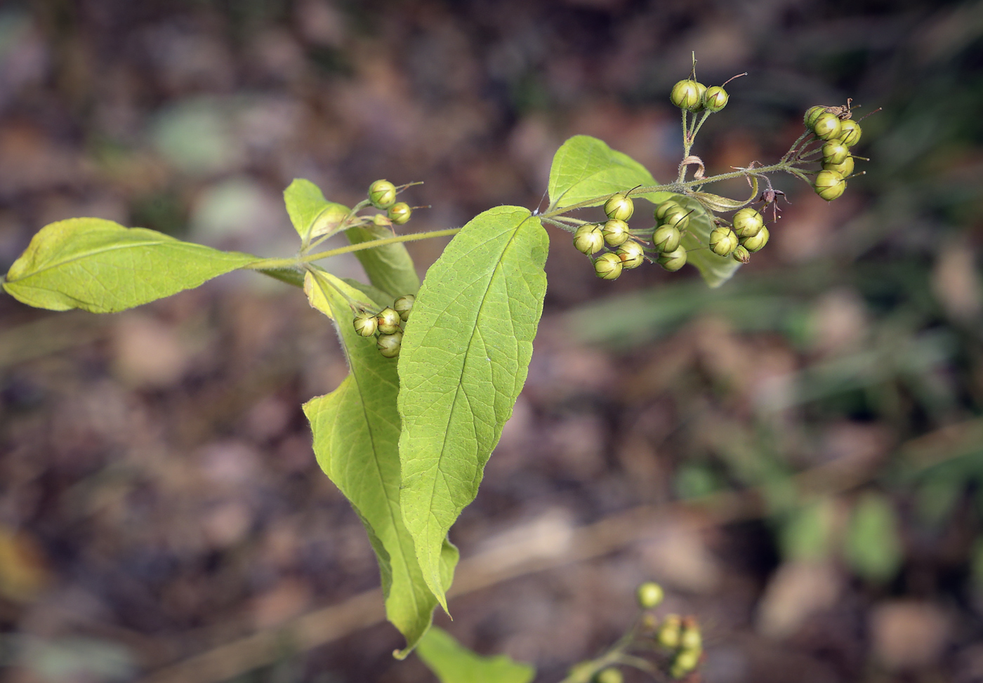 Image of Lysimachia vulgaris specimen.