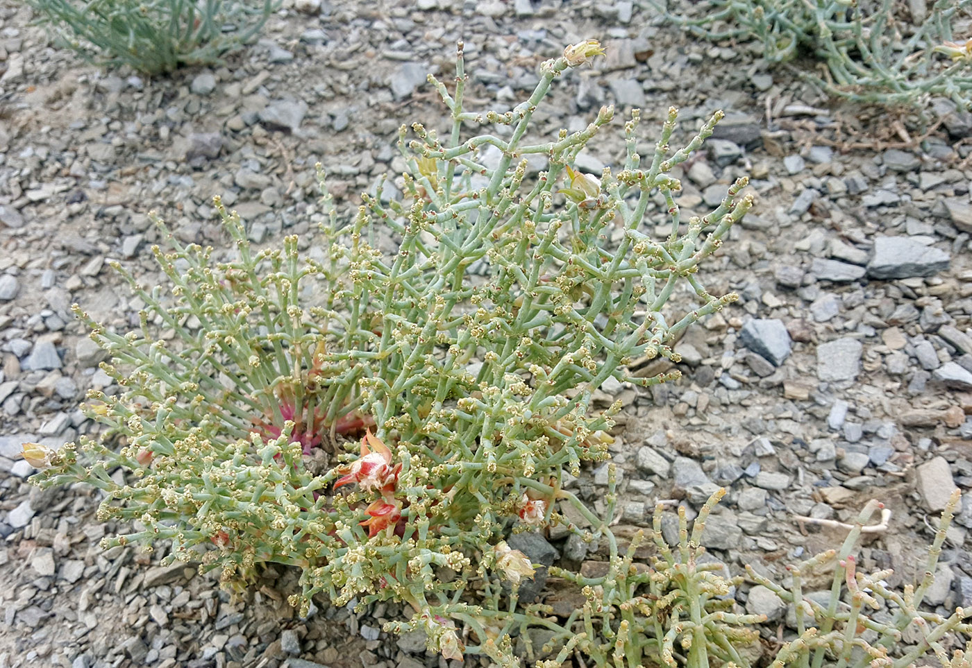 Image of Anabasis eriopoda specimen.