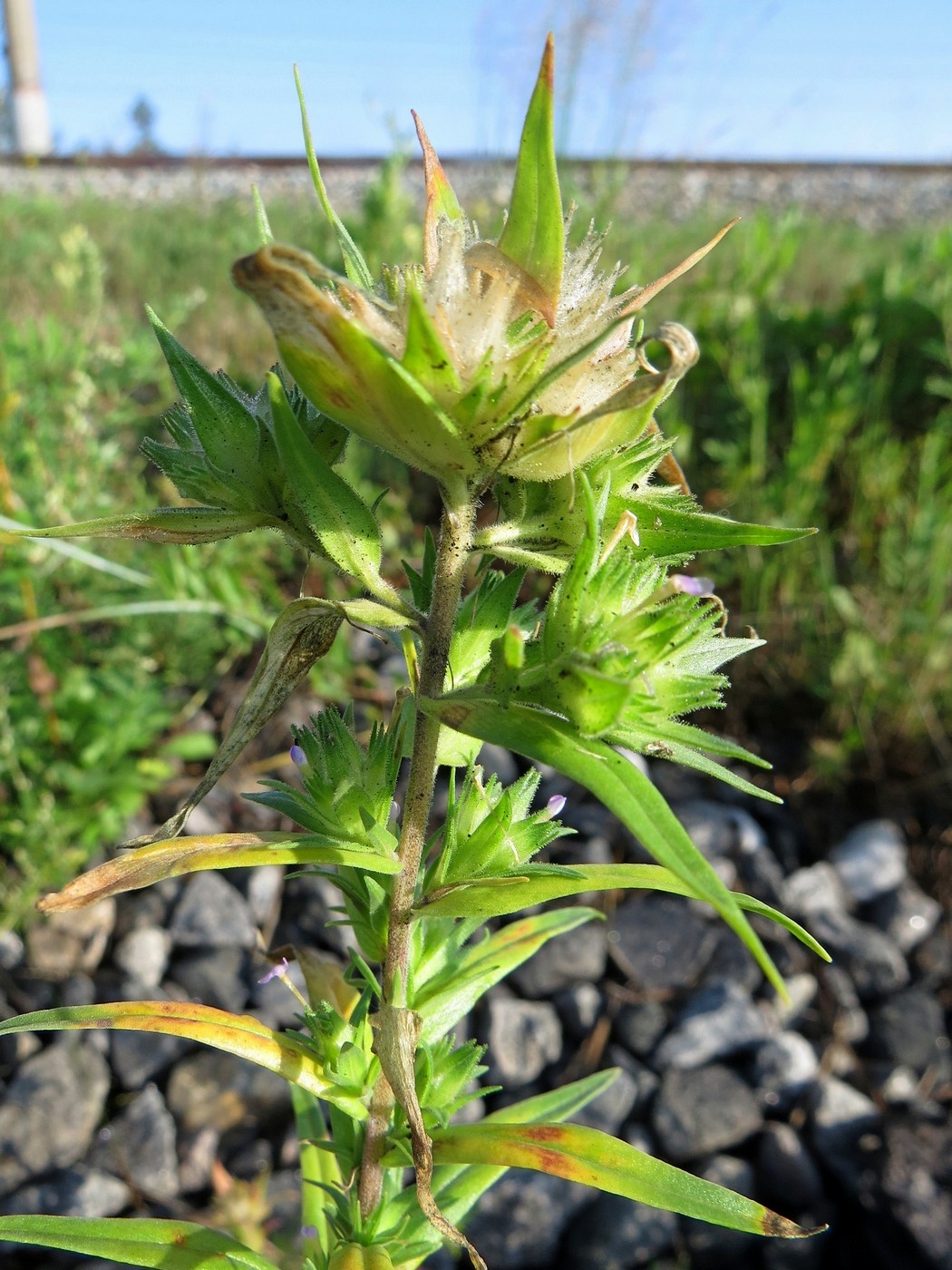 Изображение особи Collomia linearis.