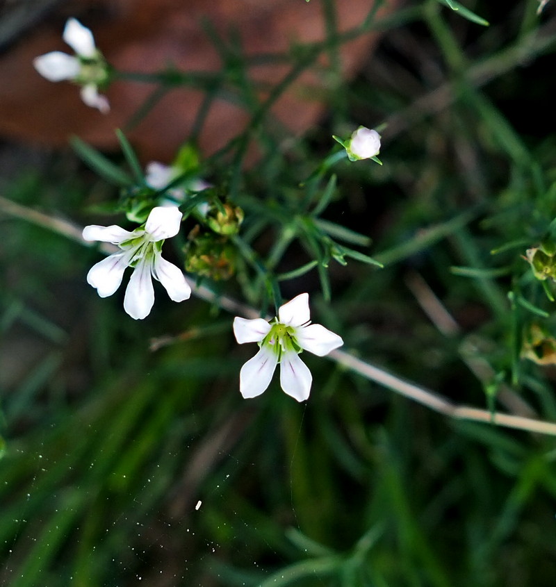 Изображение особи Petrorhagia saxifraga.