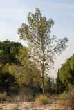 Pinus halepensis. Молодое дерево с шишками. Израиль, лесопарк Шоам. 11.12.2022.