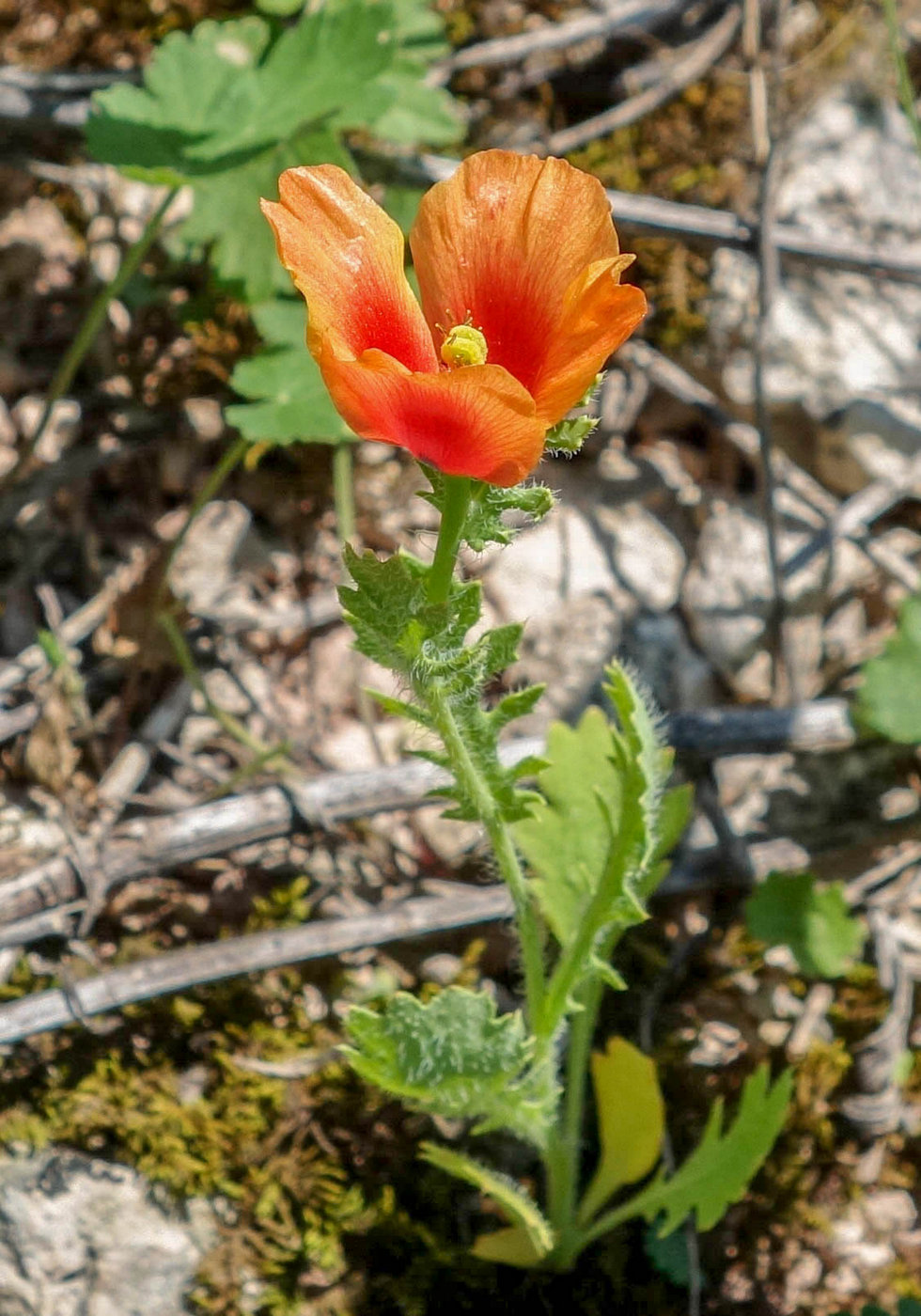 Изображение особи Glaucium corniculatum.