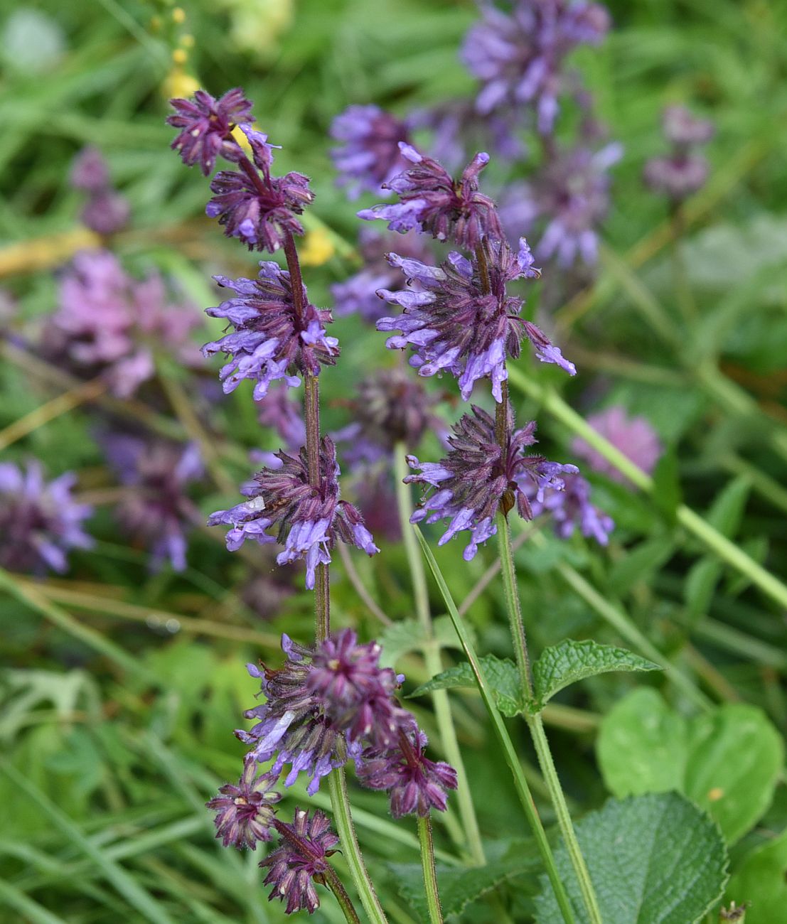 Изображение особи Salvia verticillata.