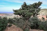 Juniperus oxycedrus. Взрослое дерево. Марокко, обл. Марракеш - Сафи, хр. Высокий Атлас, перевал Тизи-н'Тишка, ≈ 2000 м н.у.м., каменистый склон. 01.01.2023.