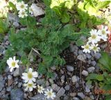 Callianthemum coriandrifolium