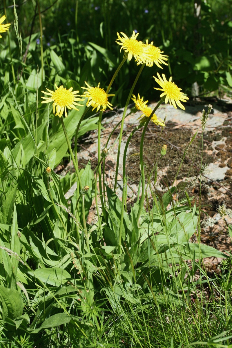 Изображение особи Scorzonera humilis.