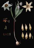 Fritillaria baisunensis