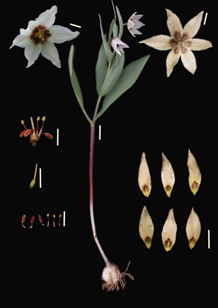 Изображение особи Fritillaria baisunensis.