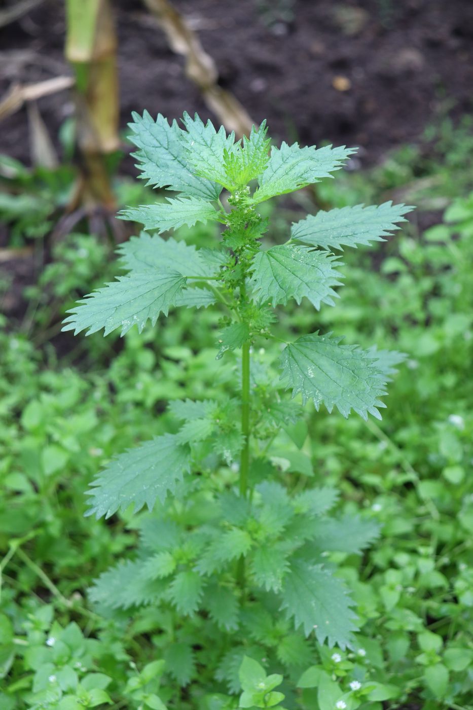 Image of Urtica urens specimen.