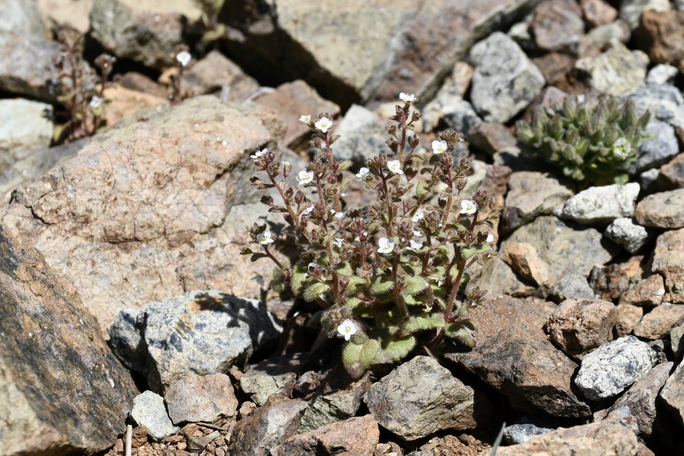 Image of Veronica hispidula ssp. ixodes specimen.