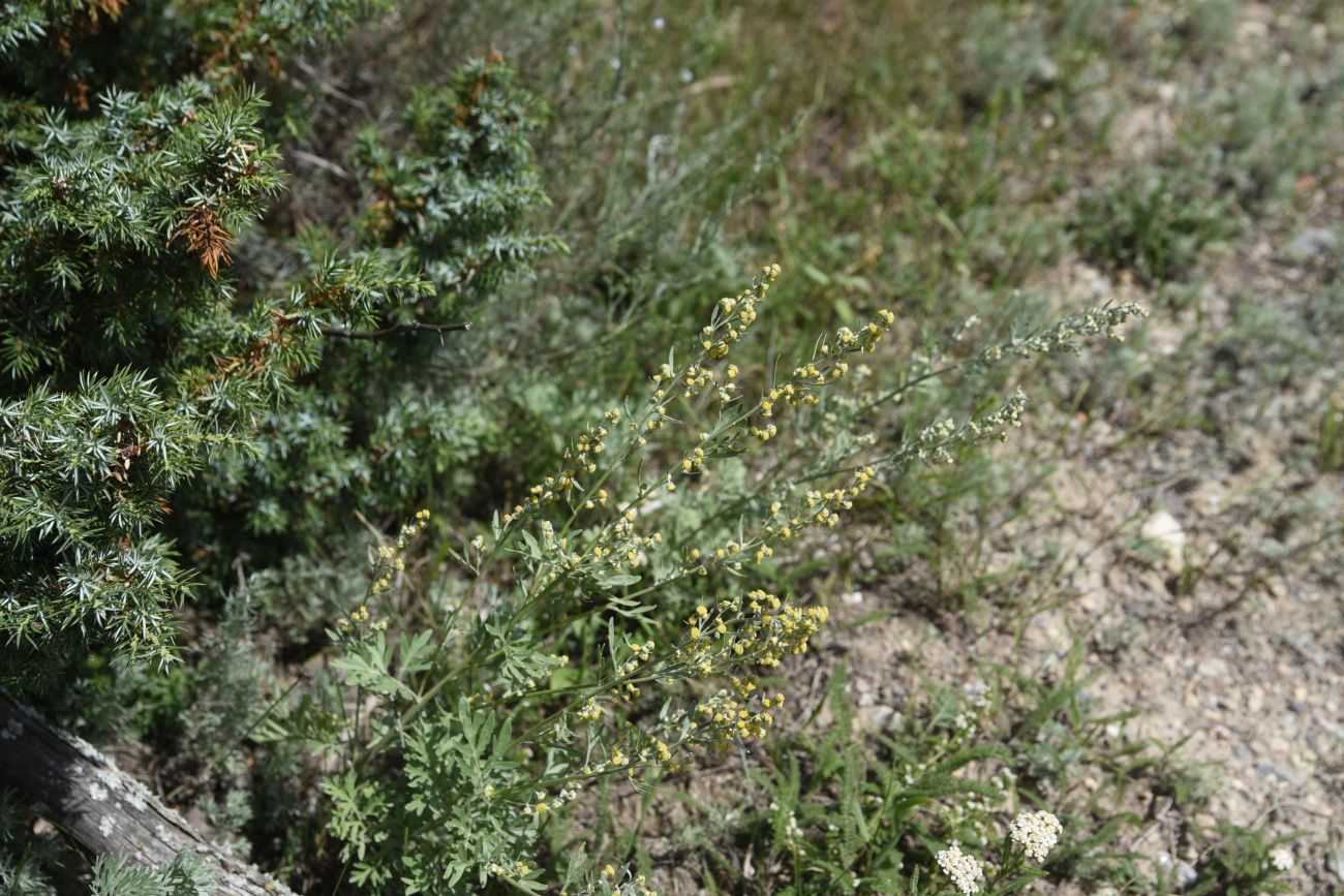 Image of Artemisia absinthium specimen.