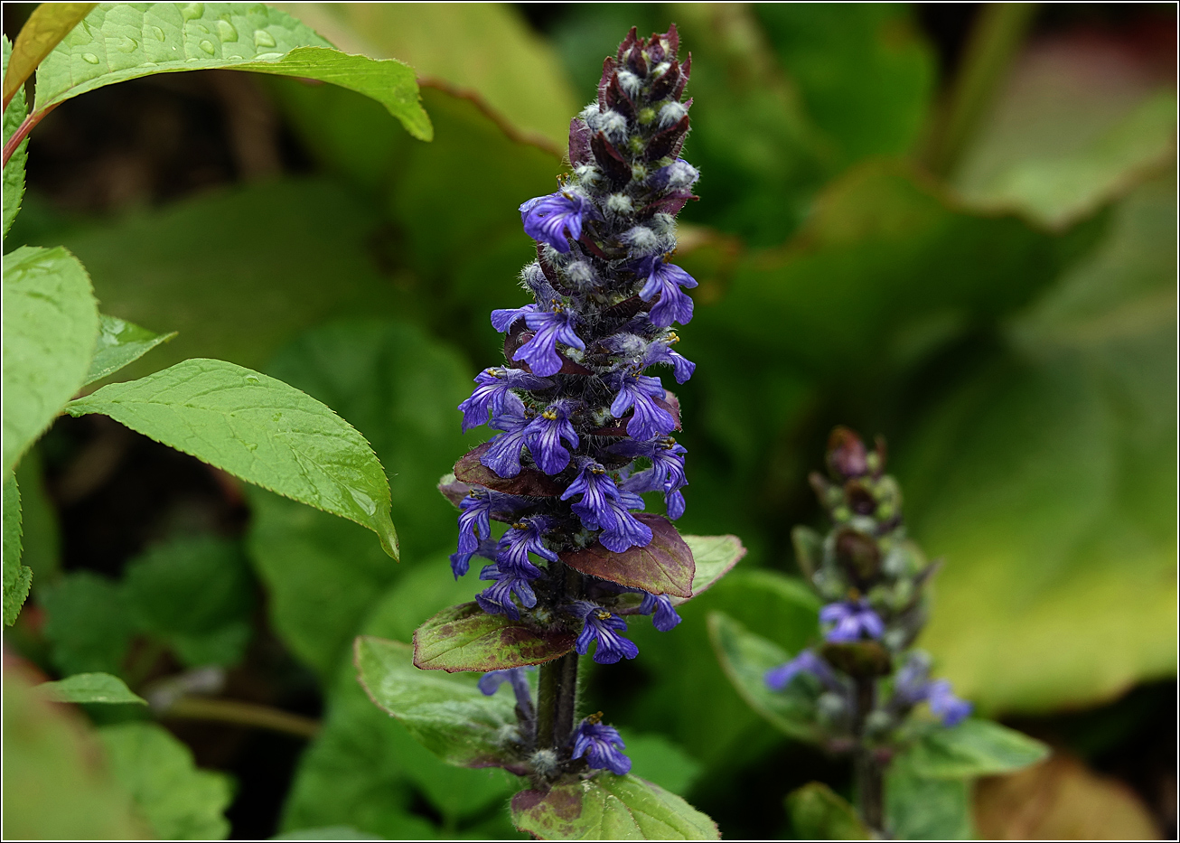 Изображение особи Ajuga reptans.