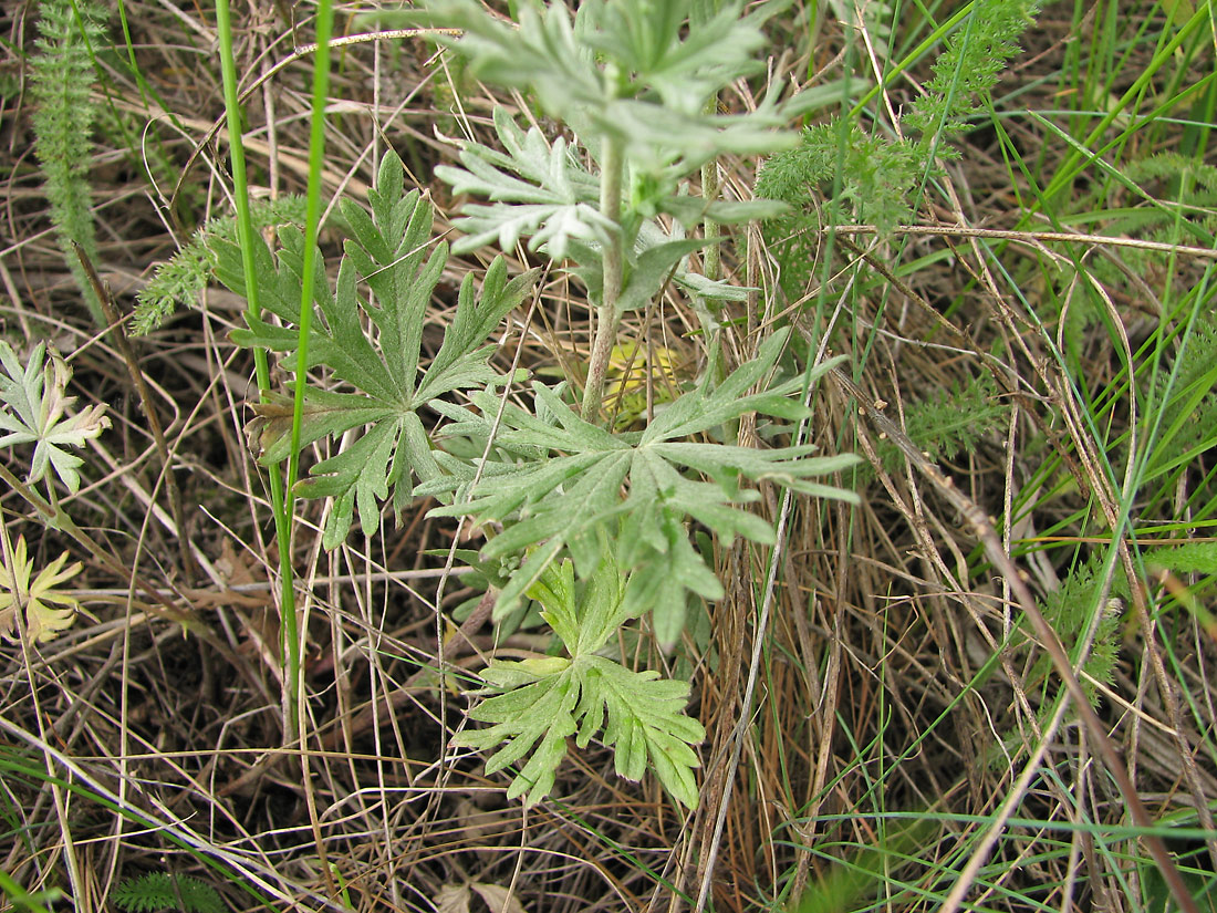 Image of Potentilla impolita specimen.