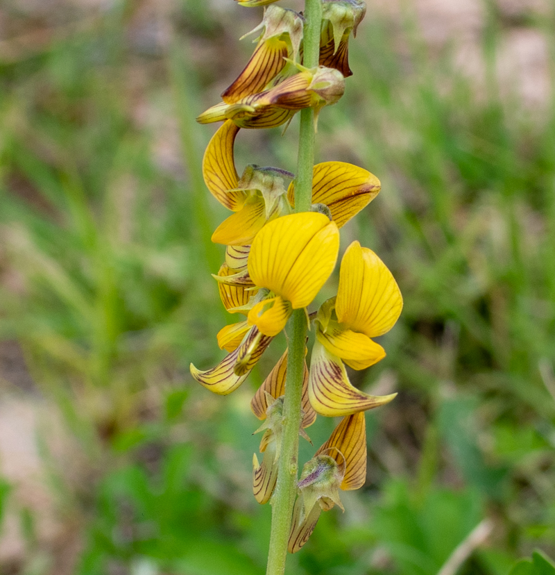 Изображение особи Crotalaria pallida.