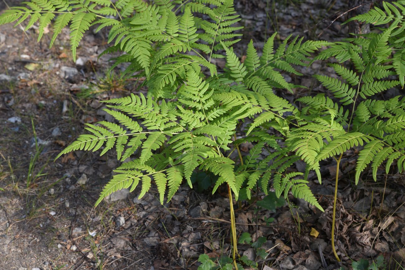 Image of Pteridium pinetorum specimen.