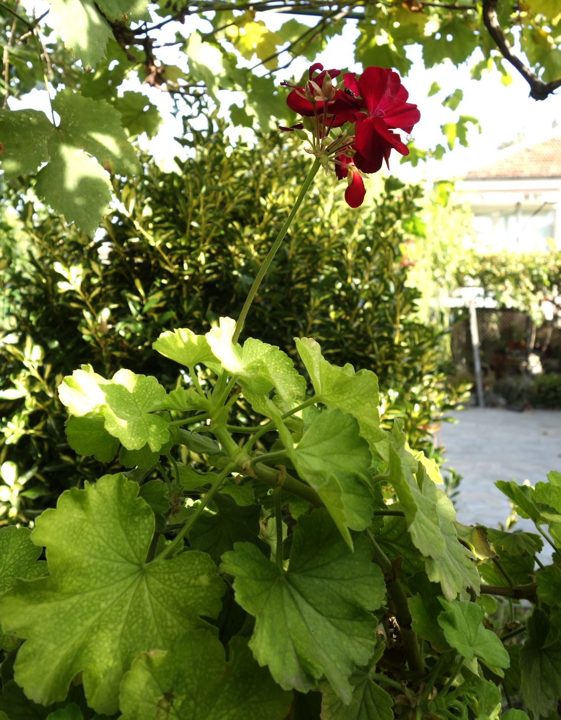 Image of Pelargonium hortorum specimen.