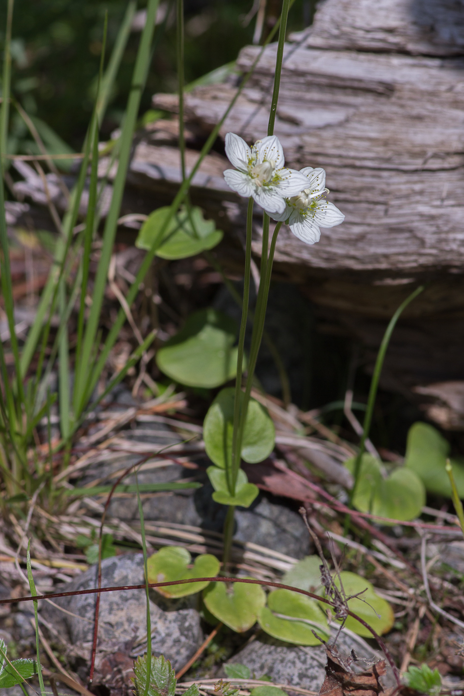 Изображение особи Parnassia palustris.