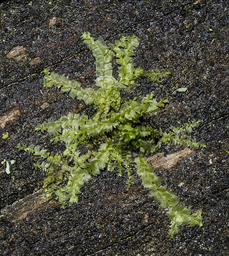 Image of Chiloscyphus profundus specimen.