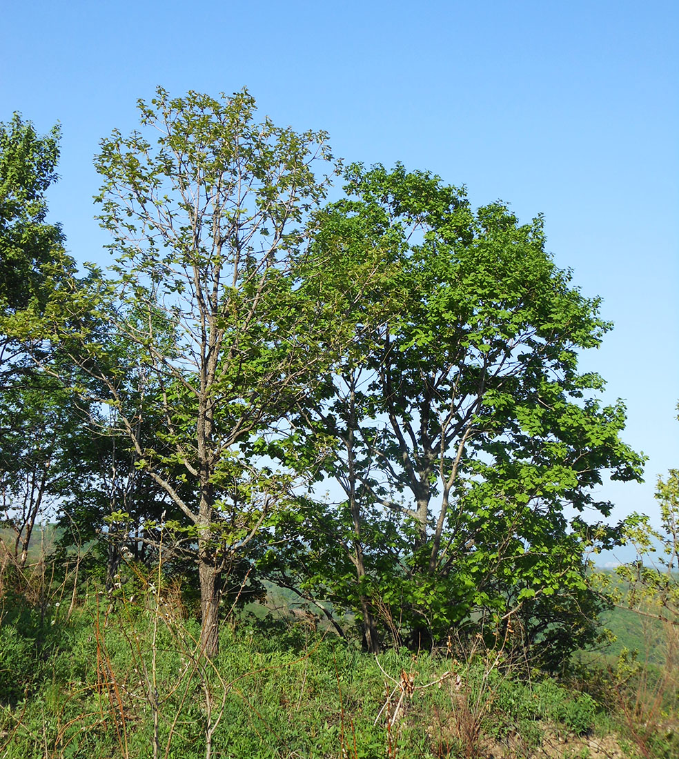 Изображение особи Quercus dentata.