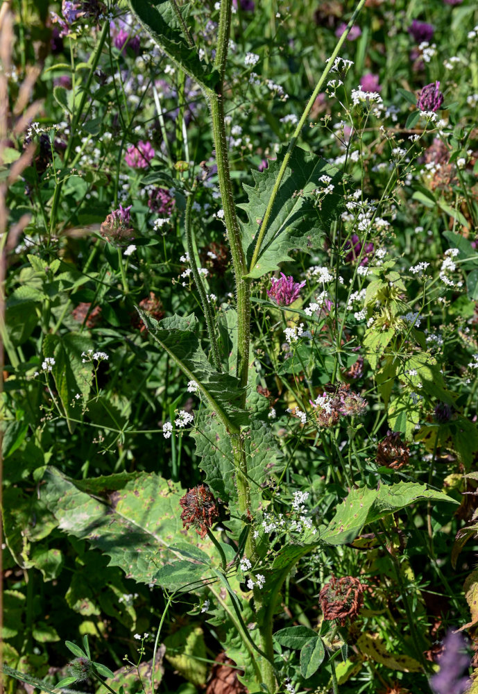 Image of Crepis sibirica specimen.