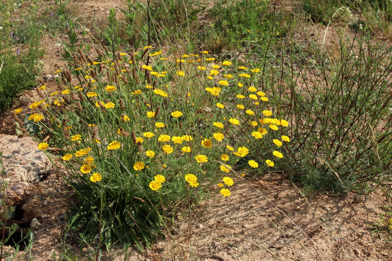 Image of Anthemis tinctoria specimen.