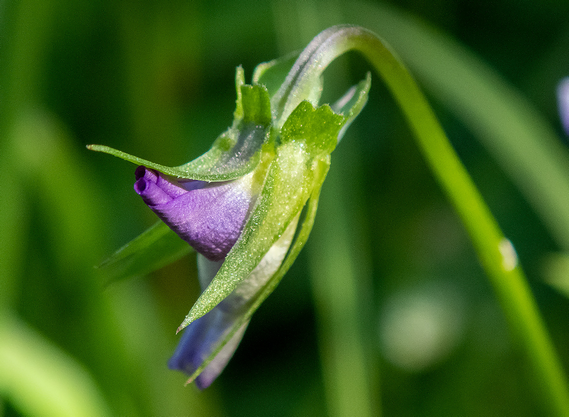 Image of Viola tricolor specimen.