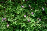 Geranium robertianum. Цветущие и плодоносящие растения. Грузия, Самцхе-Джавахети, национальный парк \"Боржоми-Харагаули\", опушка широколиственного леса. 11.06.2023.