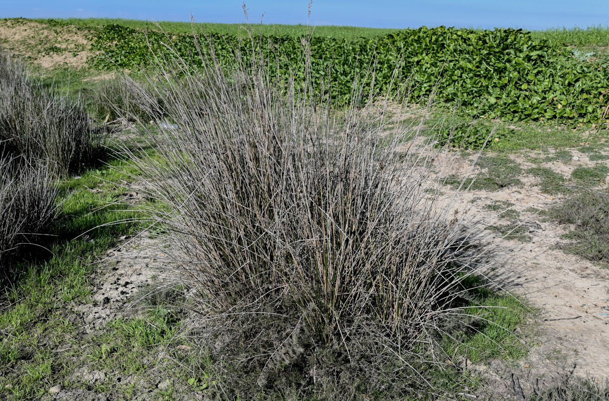 Изображение особи Juncus arabicus.