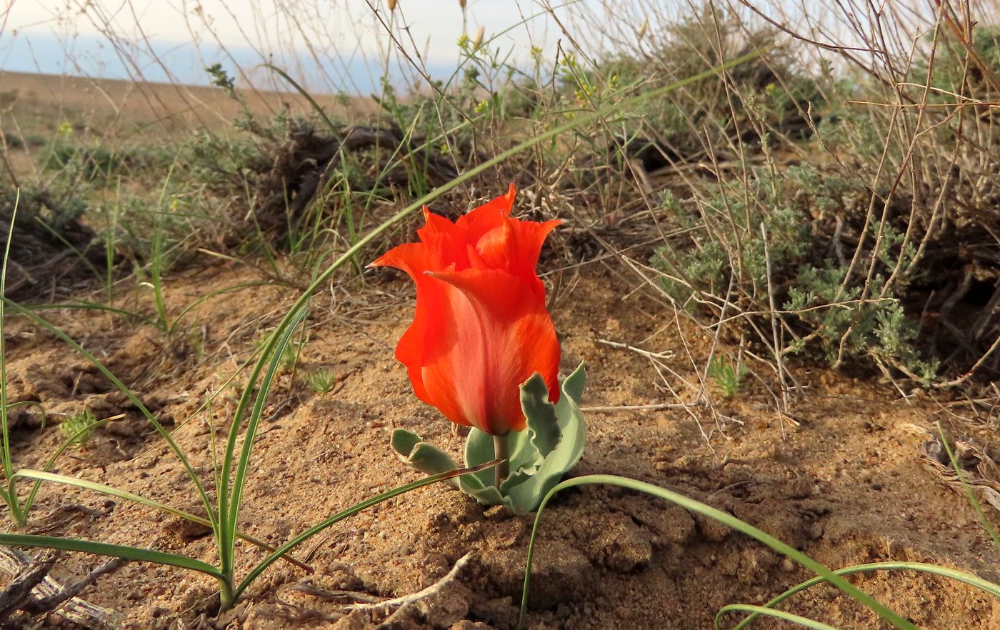 Image of Tulipa borszczowii specimen.