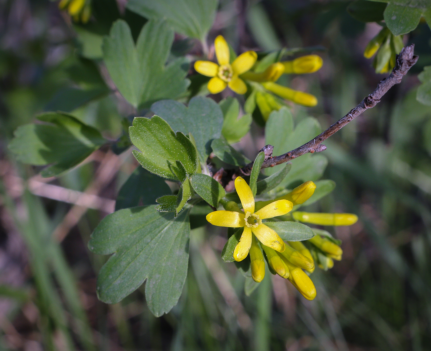 Image of Ribes aureum specimen.