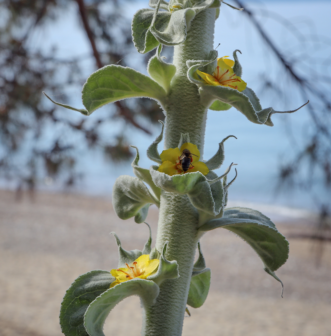 Изображение особи Verbascum gnaphalodes.