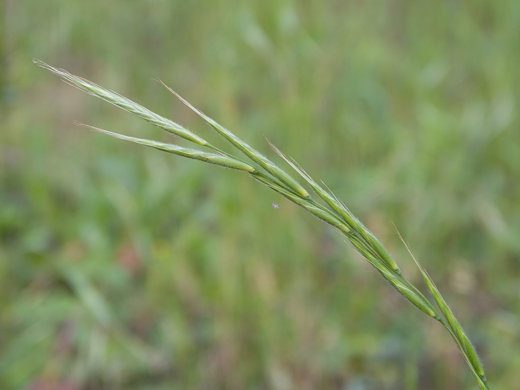 Изображение особи Brachypodium sylvaticum.