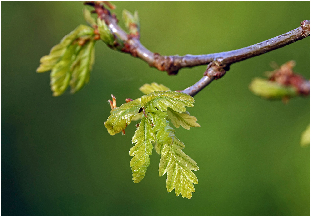 Изображение особи Quercus robur.