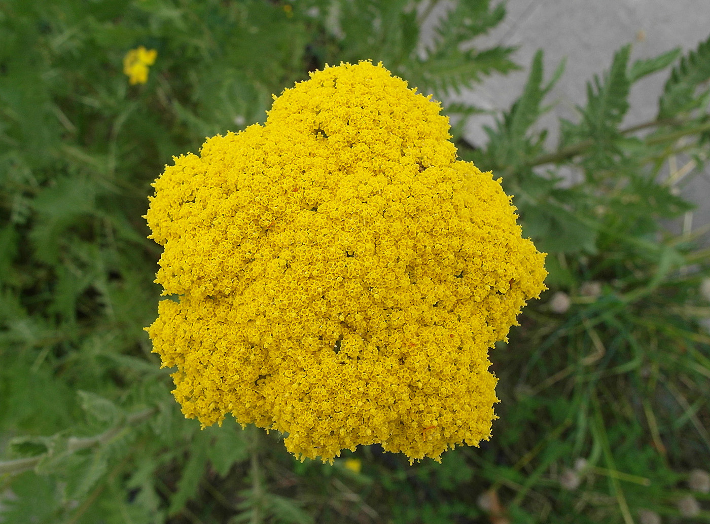 Image of Achillea filipendulina specimen.