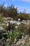 Dianthus borussicus