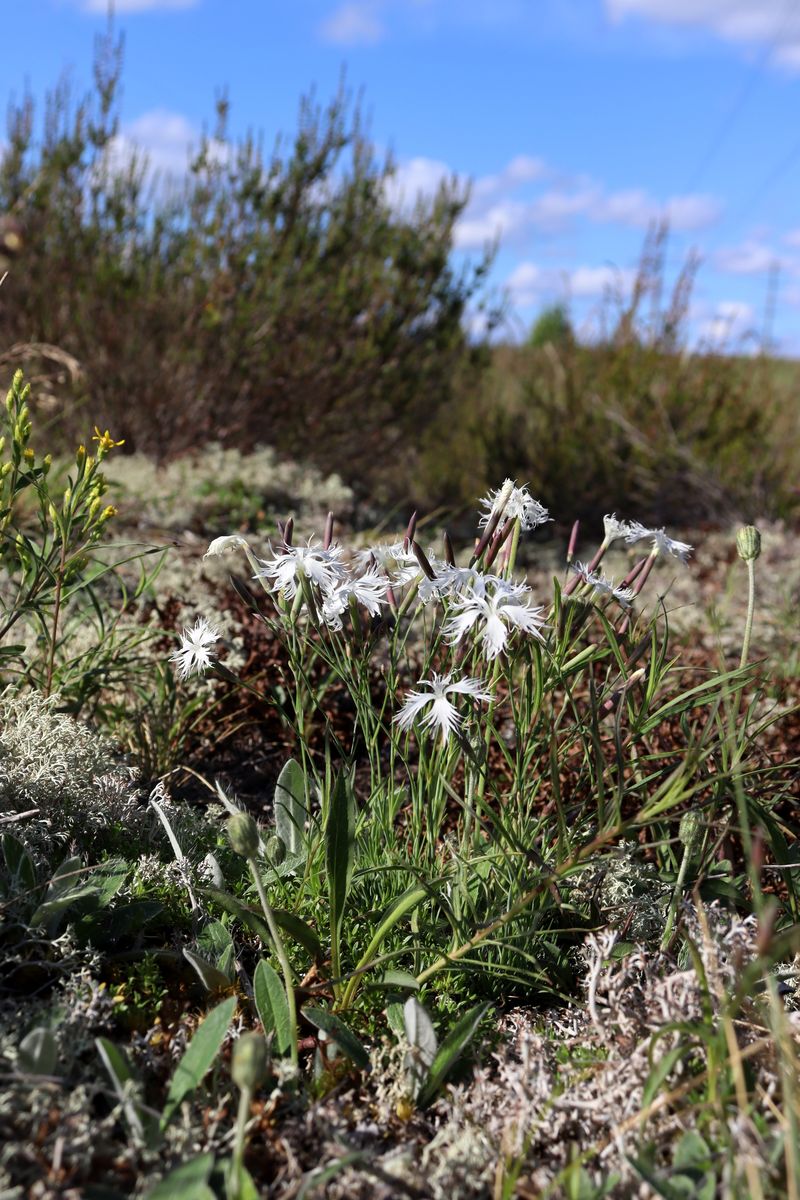 Image of Dianthus borussicus specimen.