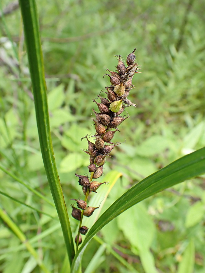 Image of genus Carex specimen.