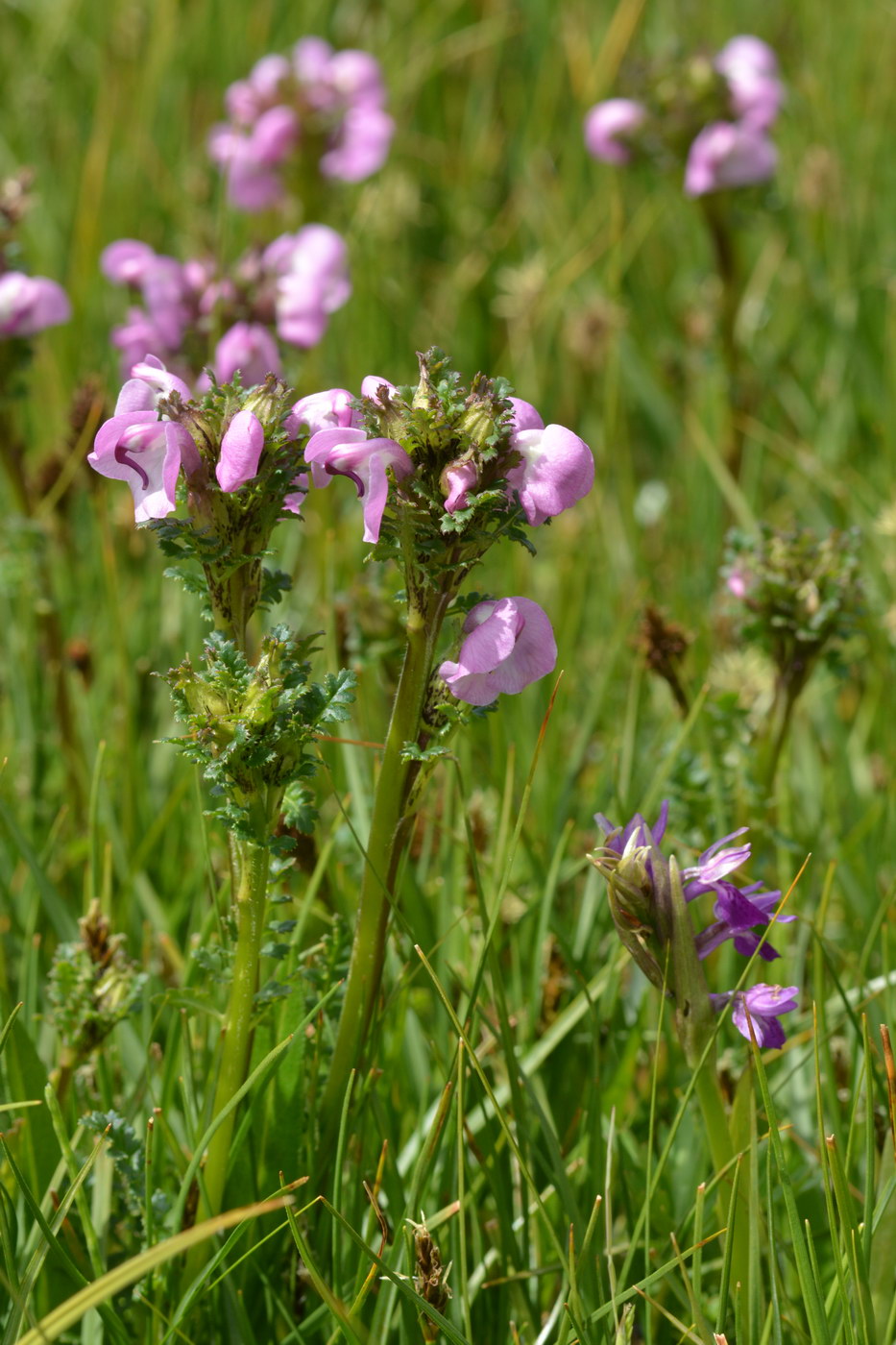 Image of Pedicularis rhinanthoides specimen.