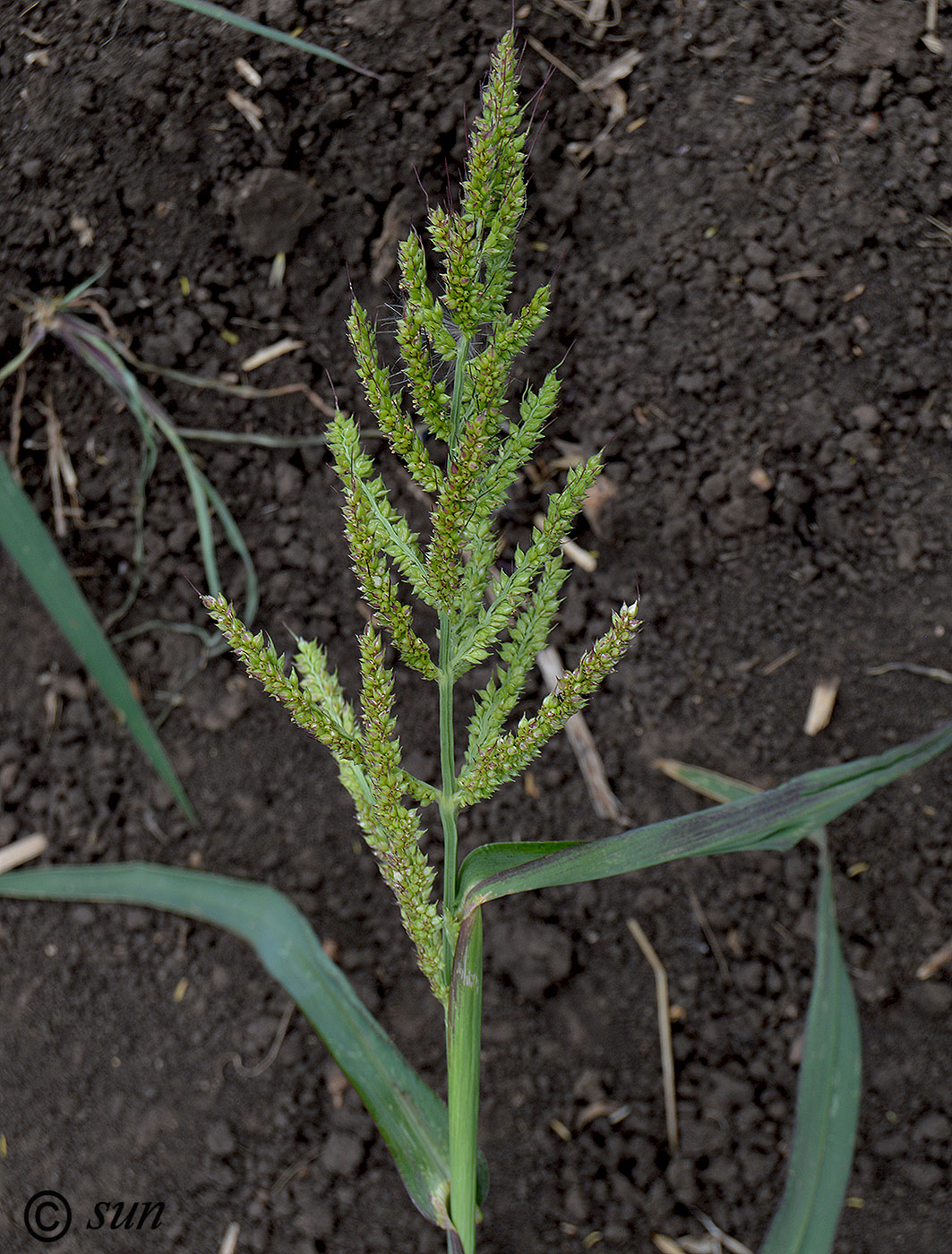 Изображение особи Echinochloa crus-galli.