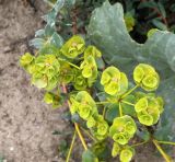 Euphorbia petrophila