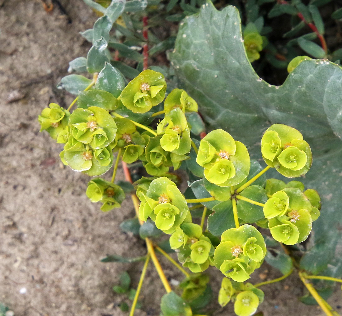 Изображение особи Euphorbia petrophila.