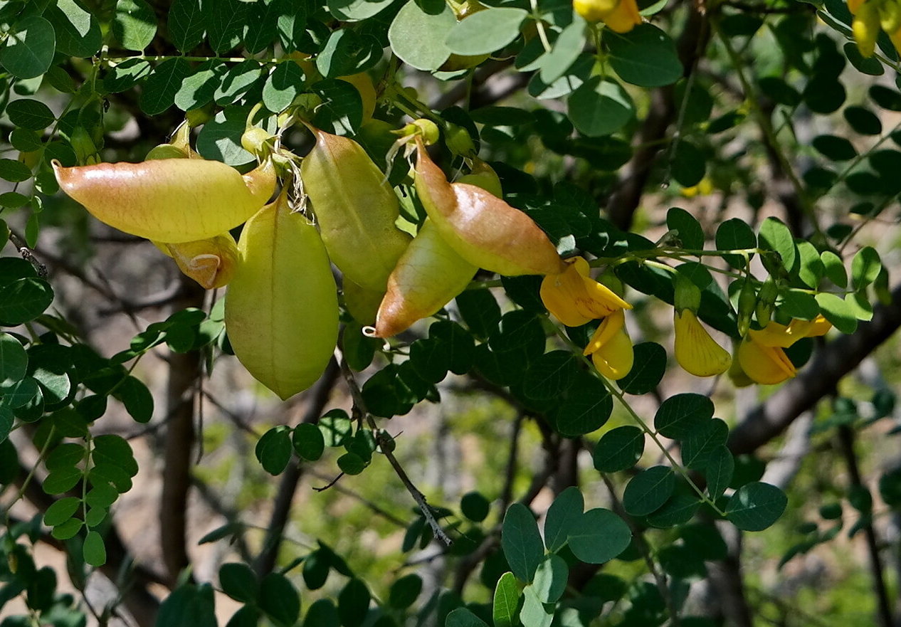 Image of Colutea cilicica specimen.