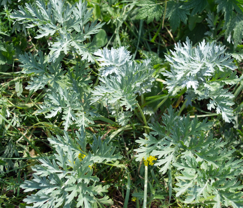 Image of Artemisia absinthium specimen.