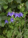 Aquilegia olympica. Цветки. Чечня, Шаройский р-н, 2,5 км выше по дол. р. Чадыри от с. Чайры, правый борт долины, край луга и обочина дороги. 24 июня 2024 г.