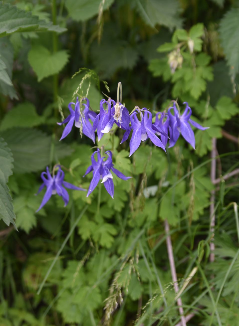 Изображение особи род Aquilegia.