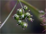 Coriandrum sativum. Часть соплодия с созревающими плодами. Московская обл., Раменский р-н, окр. дер. Хрипань, садовый участок. 08.08.2024.