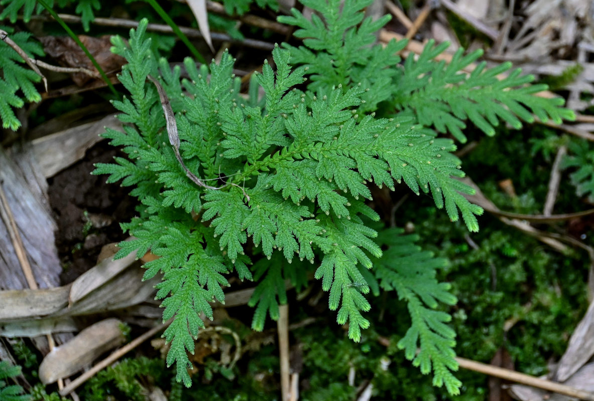 Изображение особи Selaginella biformis.