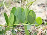 Vicia amurensis. Лист. Хабаровский край, Комсомольский р-н, с. Верхняя Эконь, берег р. Амур. 19.06.2024.