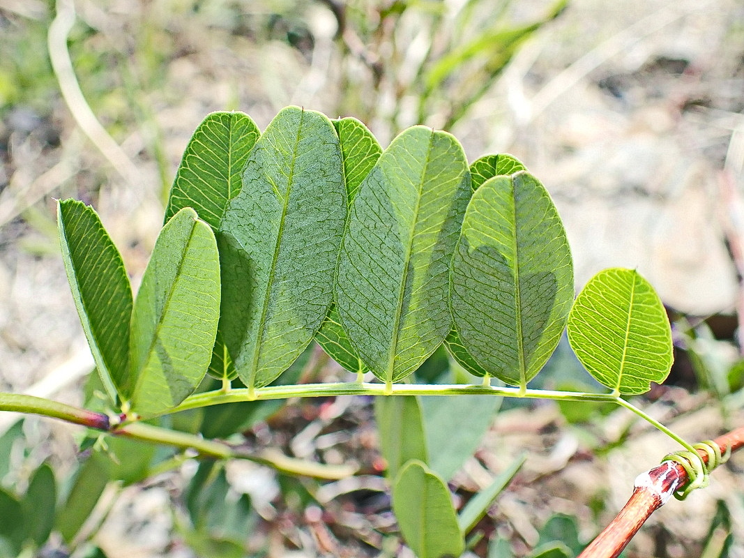 Изображение особи Vicia amurensis.